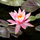 Нимфея Prakaysad, розовый (Nymphaea Prakaysad) (пророщенная)