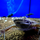 Лягушка шпорцевая эритрейская (Xenopus clivii)