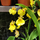 Орхидея (Bulbophyllum lasiochilum), S