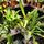 Орхидея (Bulbophyllum lasiochilum), S