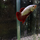 Петушок Дракон красный (Betta splendens) (самец)