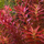 Ротала Blood Red (с грузом) (Rotala Blood Red)