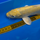 Карп кои Ямабуки L (Cyprinus carpio)