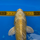Карп кои Ямабуки L (Cyprinus carpio)