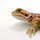 Агама бородатая hypo Leatherback S