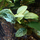Анубиас бартера Пинто (Anubias barteri var. nana Pinto) (в горшке)