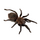 Паук-птицеед Br. albopilosum, самец, 2.5 см