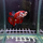 Петушок плакат Галактика красный (самец) (Betta splendens varr.Plakat)