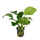Анубиас бартера изумрудный (в горшке) (Anubias Barteri Emerald Bloom)