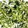 Фикус стреловидный (Ficus Sagittata)