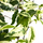 Фикус стреловидный (Ficus Sagittata)