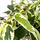 Фикус стреловидный (Ficus Sagittata)