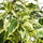 Фикус стреловидный (Ficus Sagittata)
