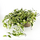 Фикус стреловидный (Ficus Sagittata)