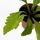 Асплениум (Asplenium nidus Campio)