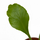 Асплениум (Asplenium nidus Campio)