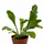 Асплениум (Asplenium nidus Campio)