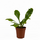 Асплениум (Asplenium nidus Campio)