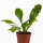 Асплениум (Asplenium nidus Campio)