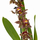 Орхидея камбрия (Orchidaceae cambria) 15'