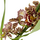 Орхидея камбрия (Orchidaceae cambria) 15'