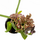 Орхидея камбрия (Orchidaceae cambria) 15'