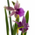 Орхидея камбрия (Orchidaceae cambria) 15'