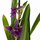 Орхидея камбрия (Orchidaceae cambria) 15'