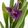 Орхидея камбрия (Orchidaceae cambria) 15'