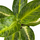 Аглаонема (Aglaonema) 10'