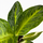 Аглаонема (Aglaonema) 10'