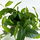 Фикус стреловидный (Ficus Sagittata)