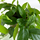 Фикус стреловидный (Ficus Sagittata)