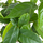 Фикус стреловидный (Ficus Sagittata)