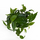 Фикус стреловидный (Ficus Sagittata)