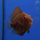 Уару чернопятнистый SM (Uaru amphiacanthoides)