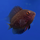 Уару чернопятнистый SM (Uaru amphiacanthoides)