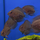 Уару чернопятнистый SM (Uaru amphiacanthoides)