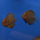 Уару чернопятнистый SM (Uaru amphiacanthoides)
