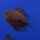 Уару чернопятнистый SM (Uaru amphiacanthoides)