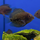 Уару чернопятнистый SM (Uaru amphiacanthoides)