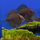 Уару чернопятнистый SM (Uaru amphiacanthoides)