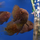 Уару чернопятнистый SM (Uaru amphiacanthoides)