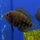 Уару чернопятнистый SM (Uaru amphiacanthoides)