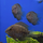 Уару чернопятнистый SM (Uaru amphiacanthoides)