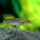 Данио Золотые колечки (Brachydanio tinwinii)