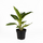 Аглаонема (Aglaonema) 10'