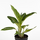 Аглаонема (Aglaonema) 10'
