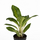 Аглаонема (Aglaonema) 10'