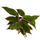 Аглаонема (Aglaonema) 10'